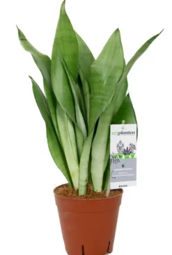 Sansevieria Moonshine - Vrouwentong