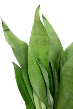Sansevieria Moonshine - Vrouwentong