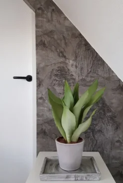 Sansevieria Moonshine - Vrouwentong