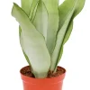 Sansevieria moonshine - Vrouwentong