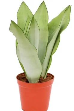 Sansevieria moonshine - Vrouwentong