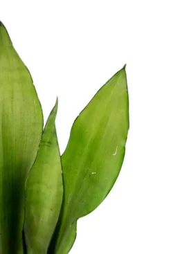 Sansevieria Moonshine - Vrouwentong
