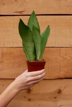 Sansevieria Moonshine - Vrouwentong