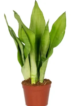 Sansevieria Moonshine - Vrouwentong