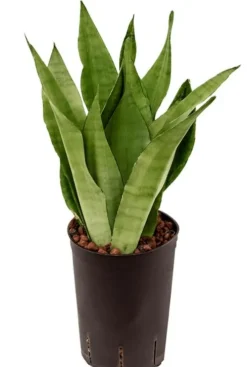 Sansevieria moonshine - Vrouwentong
