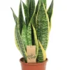 Sansevieria Superba - Vrouwentong