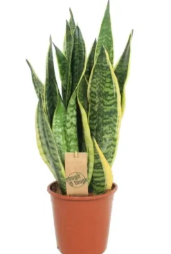 Sansevieria Superba - Vrouwentong