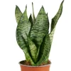 Sansevieria Trifasciata Black Coral - Vrouwentong