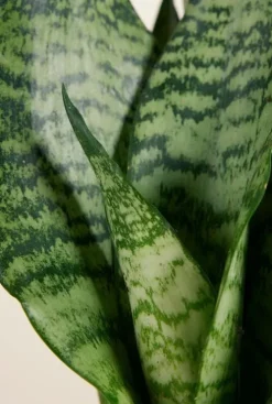 Sansevieria Trifasciata Black Coral - Vrouwentong