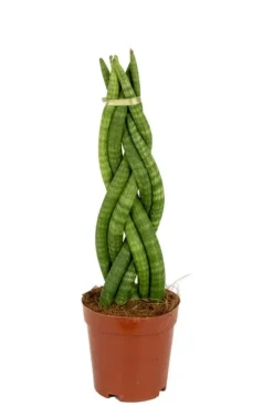 Sansevieria Twister - Vrouwentong
