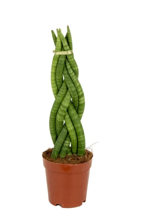 Sansevieria Twister - Vrouwentong