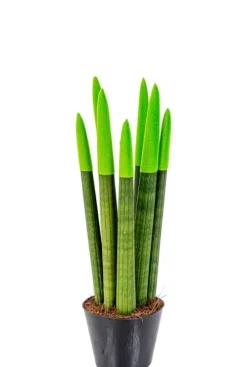 Sansevieria Velvet Touch - Vrouwentong