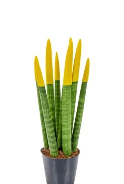 Sansevieria Velvet Touch - Vrouwentong