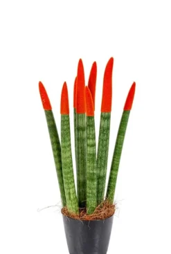 Sansevieria Velvet Touch - Vrouwentong