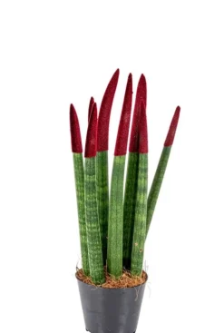 Sansevieria Velvet Touch - Vrouwentong