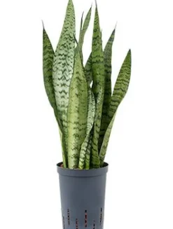 Sansevieria zeylanica - Vrouwentong