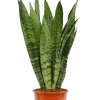 Sansevieria Zeylanica - Vrouwentong