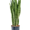Sansevieria zeylanica - Vrouwentong