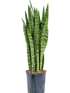 Sansevieria zeylanica - Vrouwentong