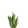 Sansevieria Zeylanica - Vrouwentong