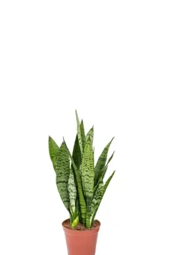 Sansevieria Zeylanica - Vrouwentong