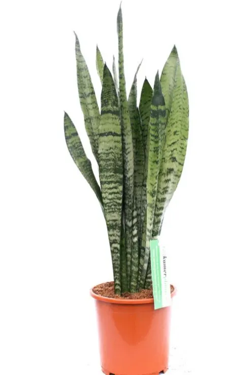 Sansevieria Zeylanica - Vrouwentong