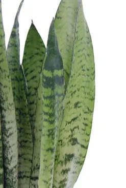 Sansevieria Zeylanica - Vrouwentong
