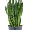 Sansevieria zeylanica - Vrouwentong