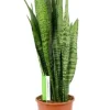 Sansevieria Zeylanica - Vrouwentong