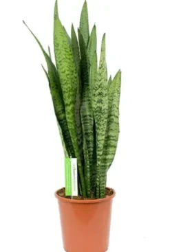 Sansevieria Zeylanica - Vrouwentong