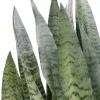 Sansevieria Zeylanica - Vrouwentong