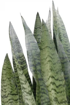 Sansevieria Zeylanica - Vrouwentong