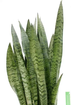 Sansevieria Zeylanica - Vrouwentong