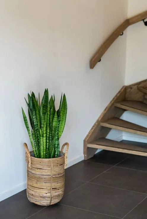 Sansevieria Zeylanica - Vrouwentong