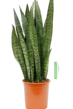 Sansevieria Zeylanica - Vrouwentong