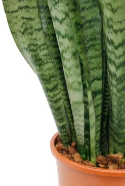 Sansevieria Zeylanica - Vrouwentong