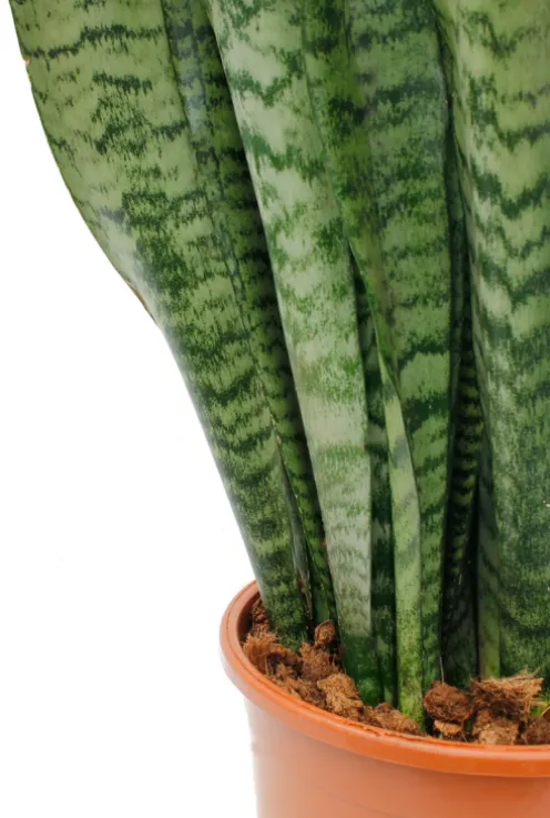 Sansevieria Zeylanica - Vrouwentong