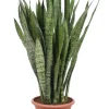 Sansevieria Zeylanica - Vrouwentong