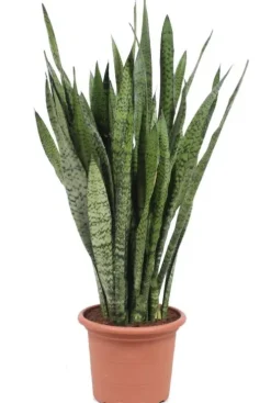 Sansevieria Zeylanica - Vrouwentong