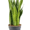 Sansevieria zeylanica - Vrouwentong