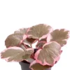 Saxifraga x Urbium Variegata - Stekje