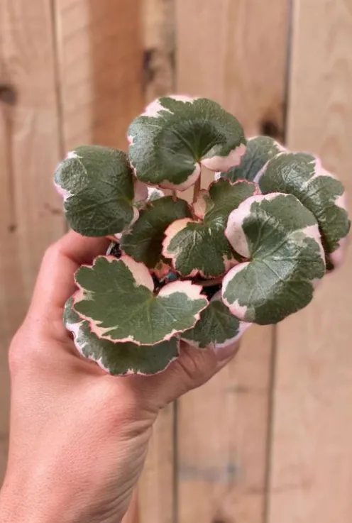 Saxifraga x Urbium Variegata - Stekje