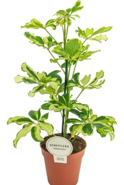 Schefflera Charlotte - Vingersboom