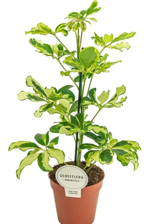 Schefflera Charlotte - Vingersboom
