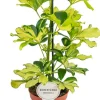 Schefflera Melanie - Vingersboom