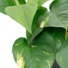 Scindapsus Aureum - Epipremnum