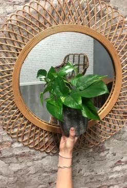 Scindapsus Aureum - Epipremnum