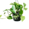 Scindapsus Aureum - Epipremnum
