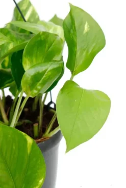 Scindapsus Aureum - Epipremnum