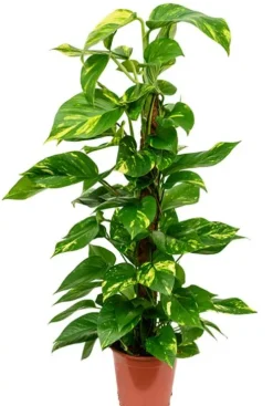 Scindapsus Aureum - Epipremnum